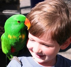 Мальчик и попугай