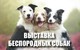 В Сочи пройдет выставка беспородных собак
