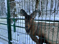 Вольерный комплекс экоцентра «Лаура»