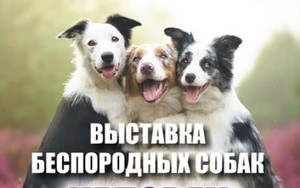 Выставка беспородных собак в Сочи